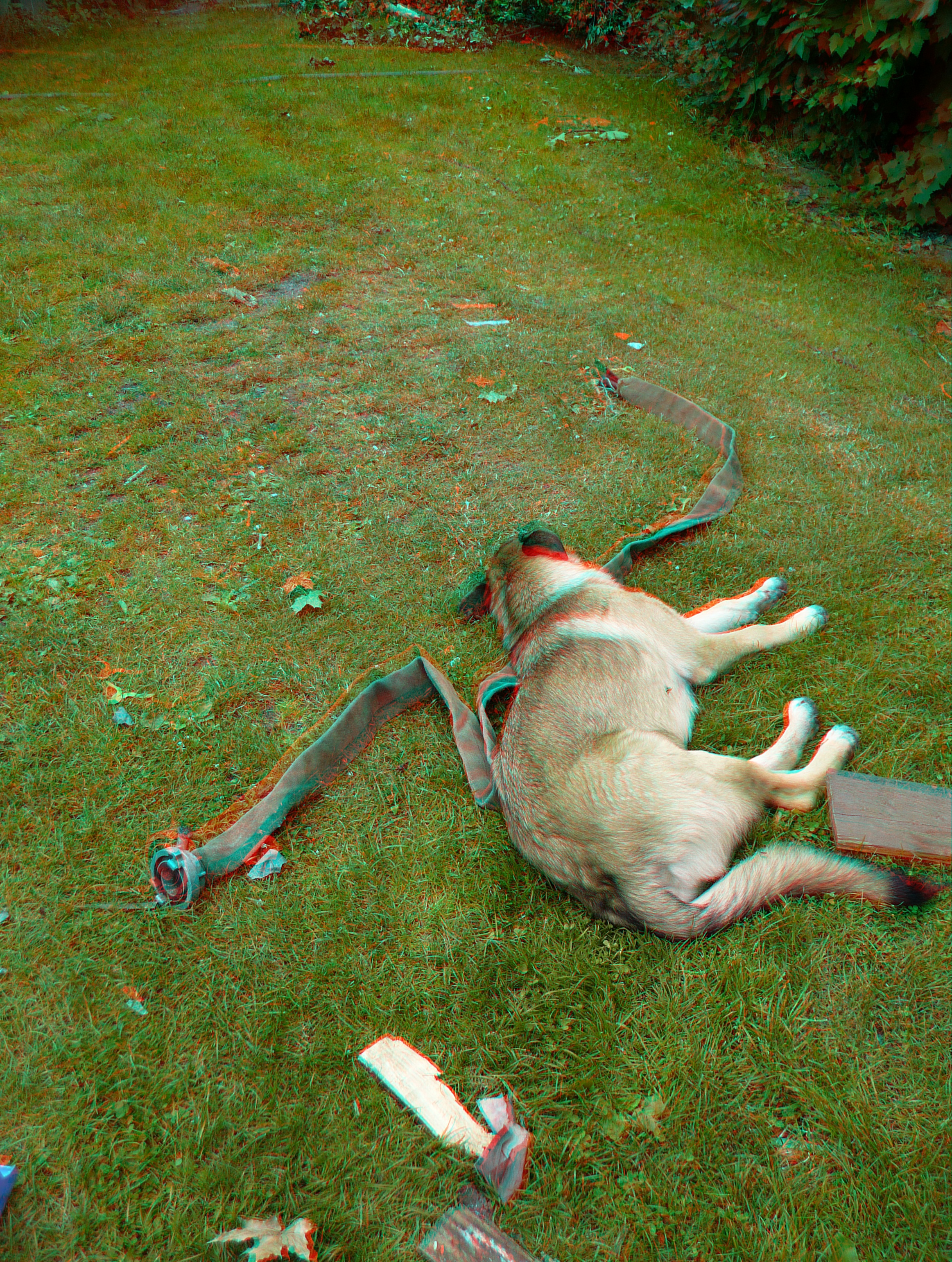 P1250179_3d